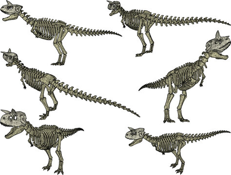 Sketch vector illustration of the skeletal structure of a prehistoric t-rex dinosaur fossil