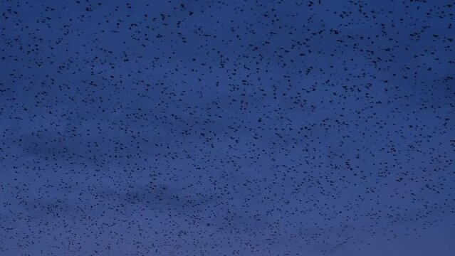 large flock of birds, thousands of starlings flying overhead, wheel around against dusk sky