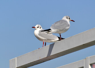 一本足と二本足のカモメ
