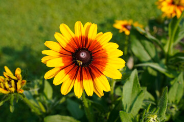 Large rudbeckia flower with dark orange center and yellow tips on the petals.