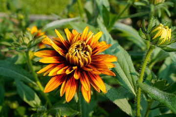Rudbeckia flowers blooming in an outdoor garden space.