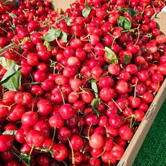 Red Cherries in the market