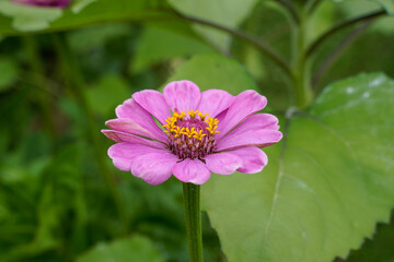 Obraz premium Pink zinnia flowers growing in an outdoor garden space.