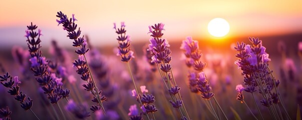 sunset in a field of lavender flowers landscape background - obrazy, fototapety, plakaty
