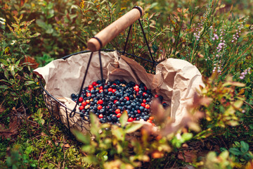 Basket of fresh bilberry and lingonberry picked in summer forest. Harvesting wild huckleberries in fall © maryviolet