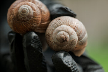 grape snail.Two grape snails in black gloved hand in a summer garden. Slugs and snails. Pests and insects in the garden.