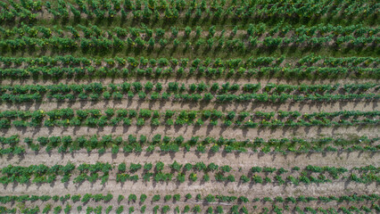 Aerial view of the spinach plantation area