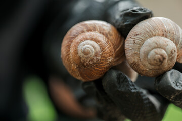grape snail.Two large grape snails in black gloved hand in a summer garden. Slugs and snails. Pests...