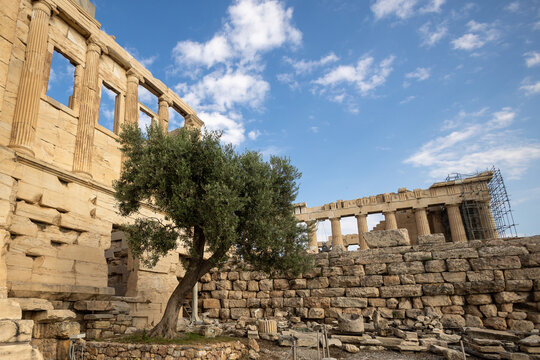 The Sacred Athena Olive Tree on Top of the Acropolis
