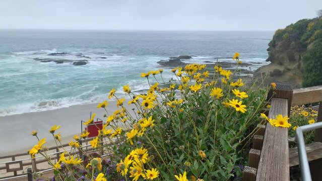 The California Coast has a variety of ornamental and wild plants in bloom all year round.