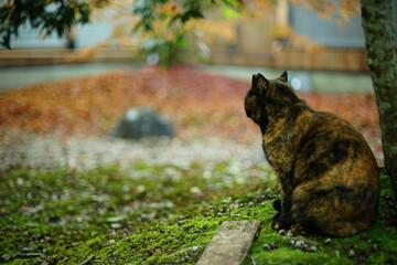 日本庭園の紅葉を眺める地域猫