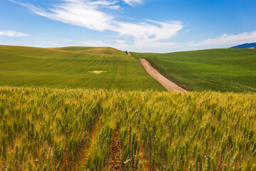 Palouse wheat field with road © Wade