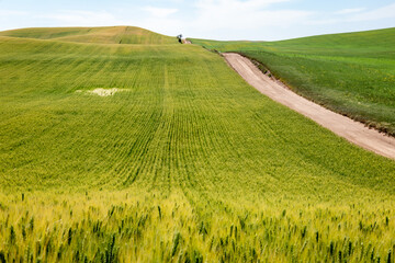 Palouse wheat fields