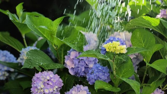 Watering hydrangeas.Blue hydrangea flowers are watered from a watering can in the summer sunny garden.Growing and caring for hydrangeas.flower summer garden. 4k footage