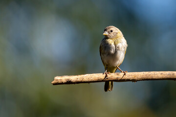 A female of Saffron Finch also known as Canario or Chirigue Azafranado under rain. Species Sicalis flaveola. Birdwatcher. bird lover. Birding. Yellowbird.