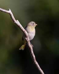 A female of Saffron Finch also known as Canario or Chirigue Azafranado under rain. Species Sicalis flaveola. Birdwatcher. bird lover. Birding. Yellowbird.