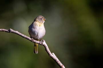A female of Saffron Finch also known as Canario or Chirigue Azafranado under rain. Species Sicalis flaveola. Birdwatcher. bird lover. Birding. Yellowbird.
