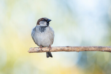 The sparrow also know as Pardal or Gorrion singing perched on the branch. Species Passer domesticus. Animal world. Birdwatching.