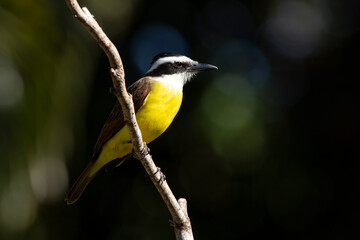 The Great Kiskadee also know as Bem-te-vi perched on a top of tree. Species Pitangus sulphuratus. Animal world. Bird lover. Birdwatching. Flycatcher.