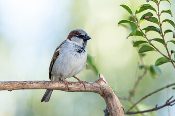 The sparrow also know as Pardal or Gorrion singing perched on the branch. Species Passer domesticus. Animal world. Birdwatching.
