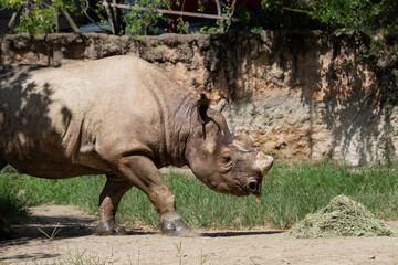 Obraz premium サイ