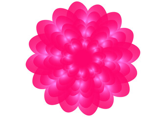 pink flower on white background