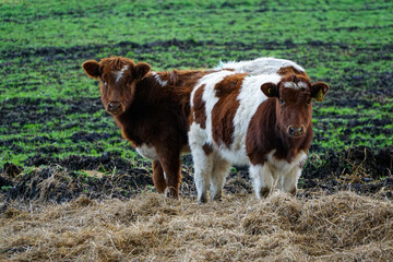 Two cows peacefully grazing on bales in the meadow, enjoying their meal.