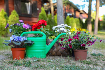 Fototapeta na wymiar Beautiful blooming flowers and watering can on green grass in garden