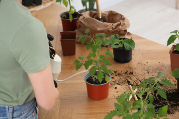 Woman watering seedling in pot at wooden table indoors, closeup