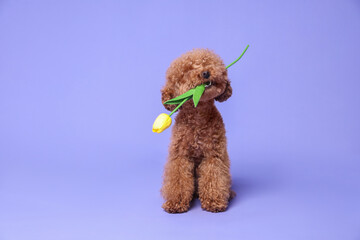 Cute Maltipoo dog holding yellow tulip flower on light purple background