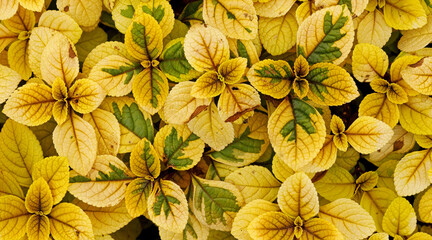 A set of Swedish Mosaic Ivy (Plectranthus oertendahlii) leaves in a garden, creating a beautiful yellow & green pattern, on a winter morning