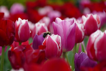pink and white tulips