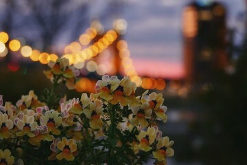 hands and flowers