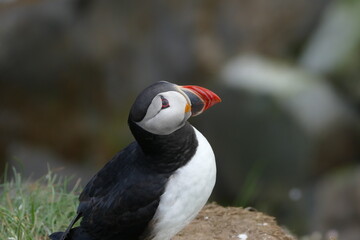puffin