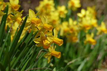 daffodils in spring