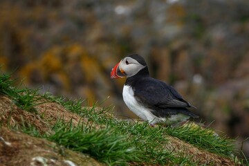 atlantic puffin or common puffin