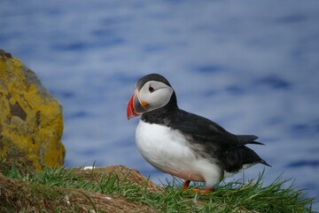 atlantic puffin