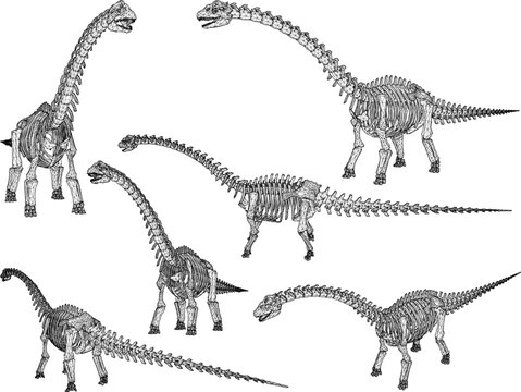 Vector sketch illustration of the skeletal structure of a prehistoric brontosaurus dinosaur fossil