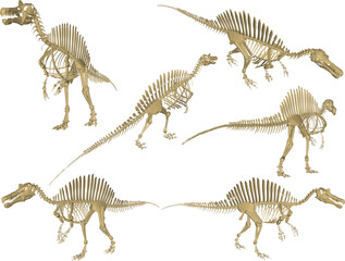 Vector sketch illustration of the skeletal structure of a prehistoric carnivorous dinosaur fossil