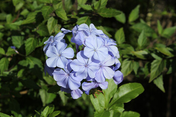 Blue flowers on a plumbago auriculata plant in a garden