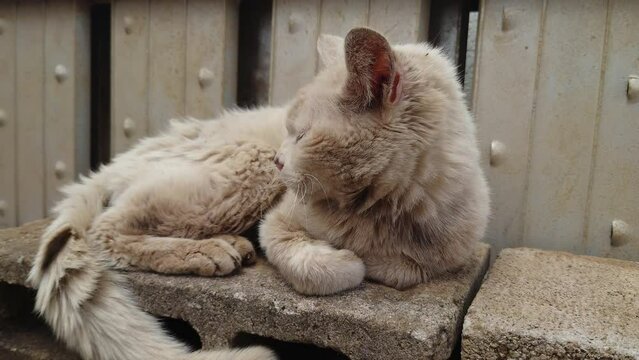 我が家の飼い猫。白猫。おばあちゃん猫。