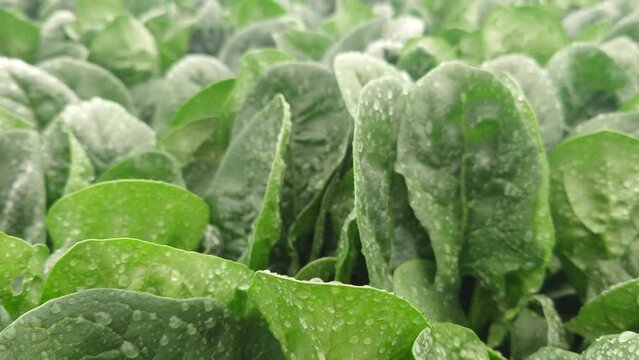 ほうれん草のマルチ栽培の記録。埼玉県入間郡三芳町藤久保での生産事例