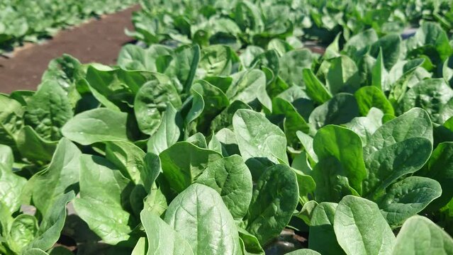 ほうれん草のマルチ栽培の記録。埼玉県入間郡三芳町藤久保での生産事例
