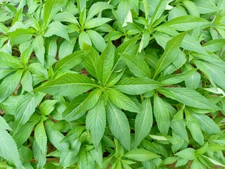 green leaves background