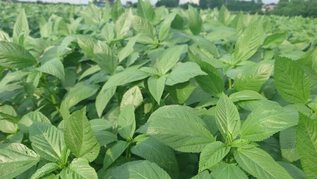 夏野菜の王様、モロヘイヤの成長記録、マルチ栽培