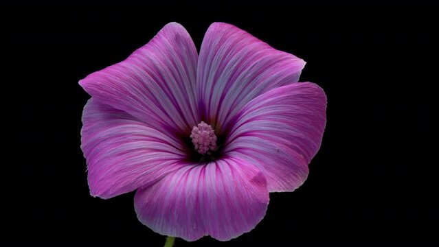 Large beautiful pink-red, Malva moschata, musk mallow blooming. Mother's day, Holiday, Love, birthday, Easter. Demonstrating the colors of 2023 Viva magenta.