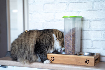 Cat eats dry food from plate on wooden stand, next to plastic container for storing pellets. Cunning hungry pet climbed on table, stole the dog's food hidden, brazenly eats from someone else bowl