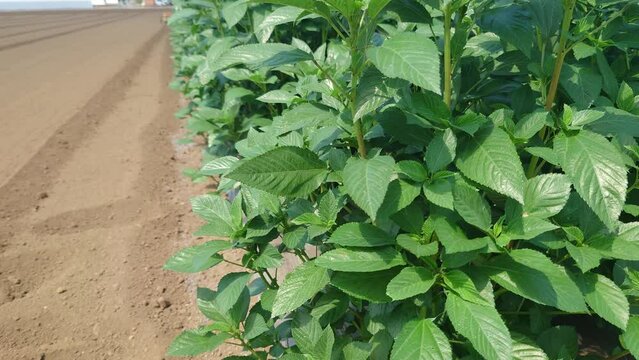 夏野菜の王様、モロヘイヤの成長記録、マルチ栽培
