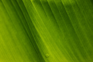 Green coloured Hosta plant leaf with obvious lines and textures in soft summer light