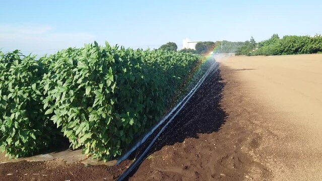 夏野菜の王様、モロヘイヤの成長記録、マルチ栽培